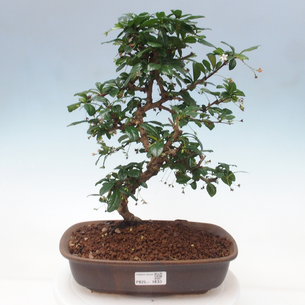 Izbová bonsai - Carmona macrophylla - Čaj fuki