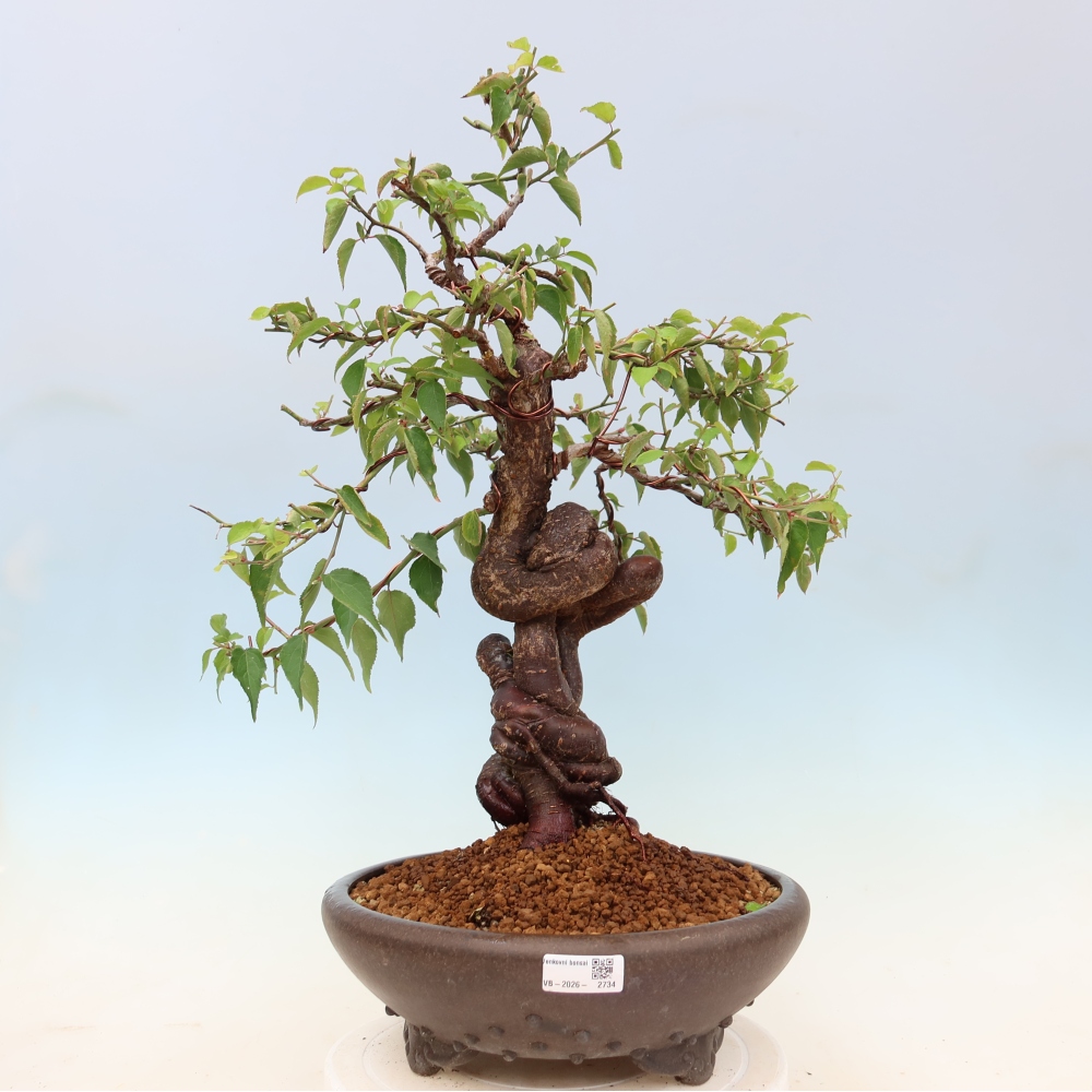 Vonkajšie bonsaje – Japonská marhuľa – Prunus Mume