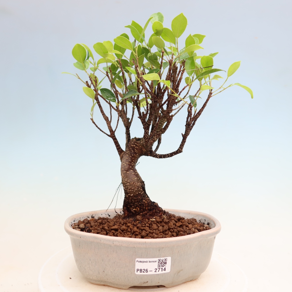 Izbové bonsaje - Ficus kimmen - drobnolistý fikus
