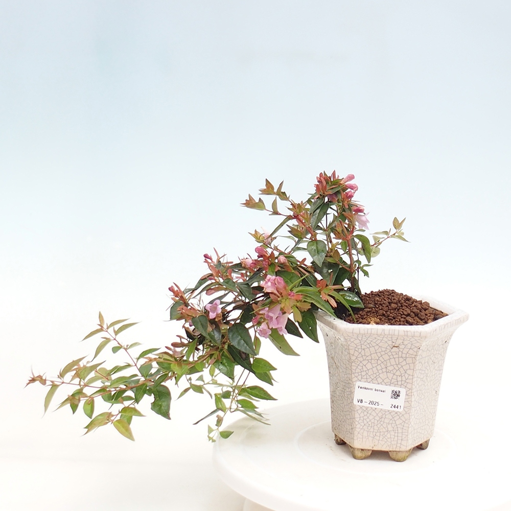 Vonkajší bonsai - Abelia Grandiflora - Abélia veľkokvetá