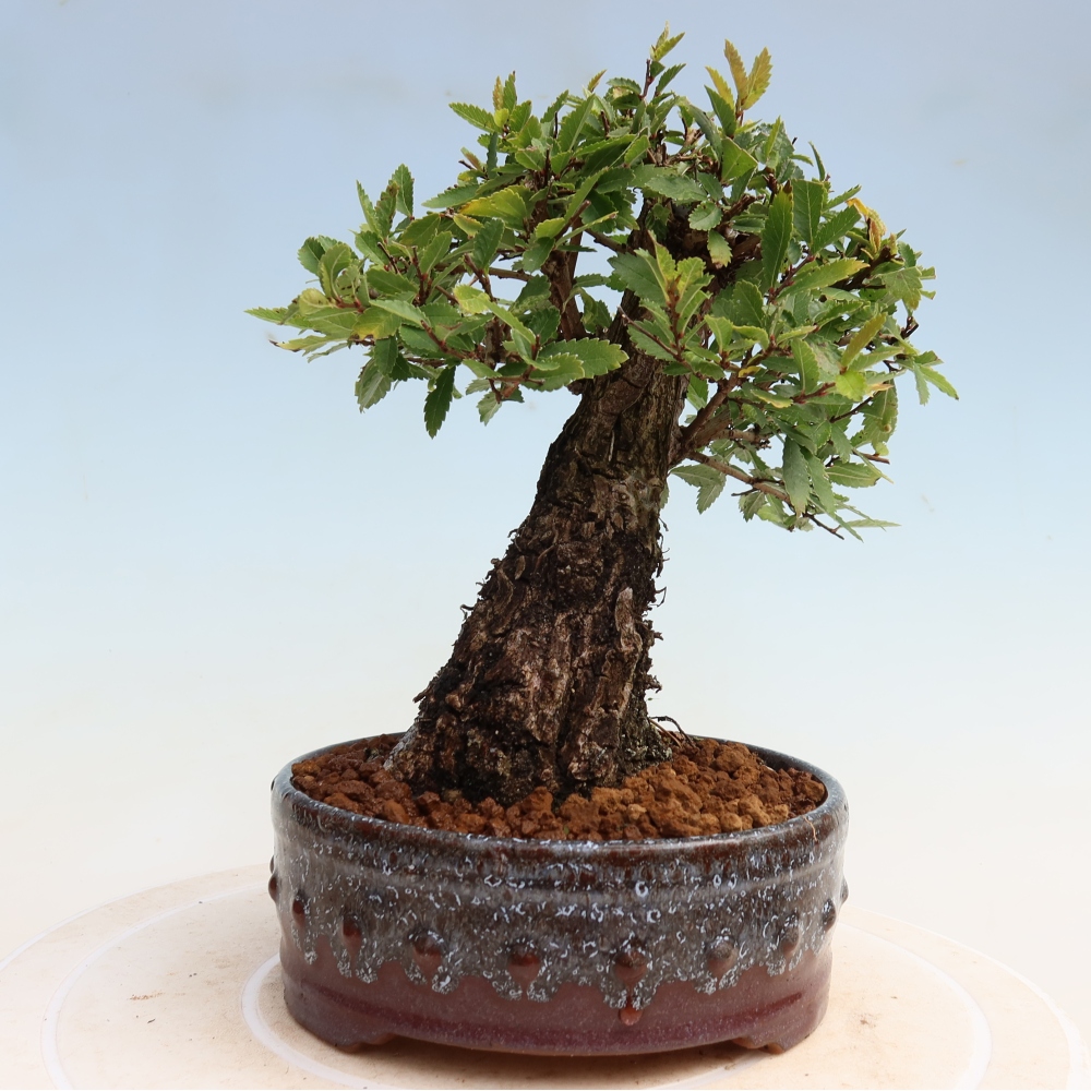 Vonkajšie bonsaje - Zelkova - Zelkova NIRE