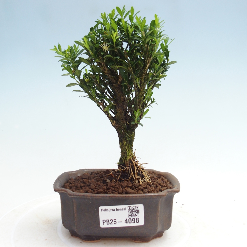 Izbové bonsaje - Buxus harlandii - korkový buxus