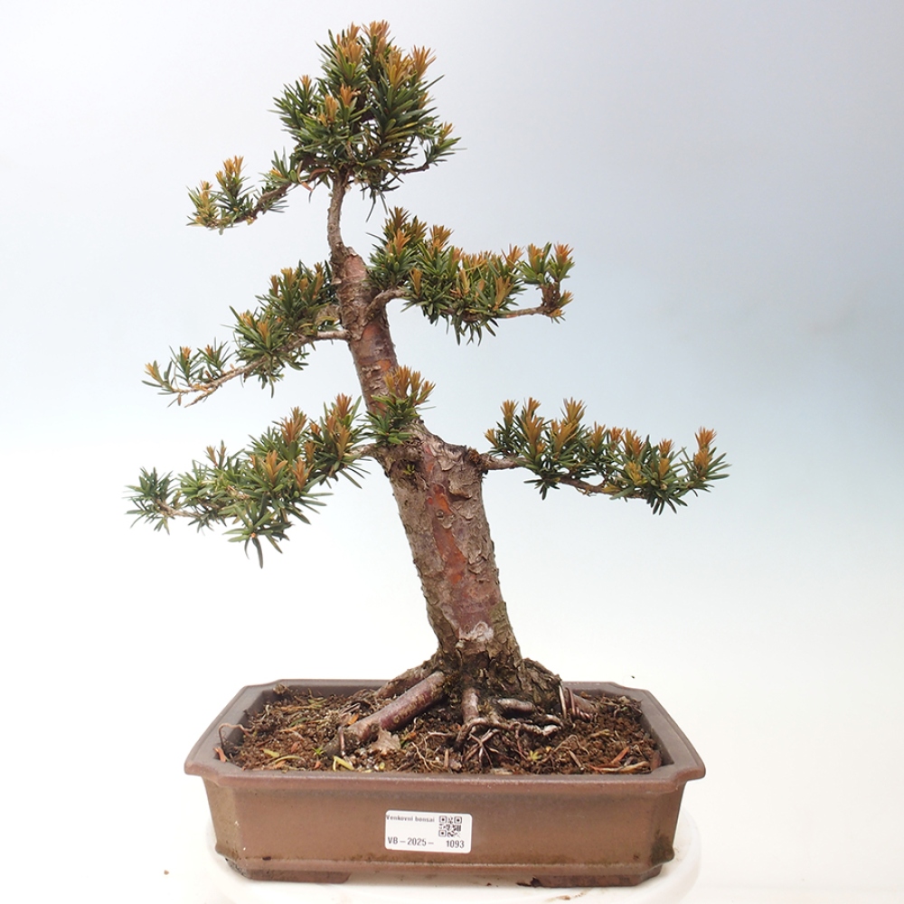Vonkajší bonsai - Taxus cuspidata - Tis japonský