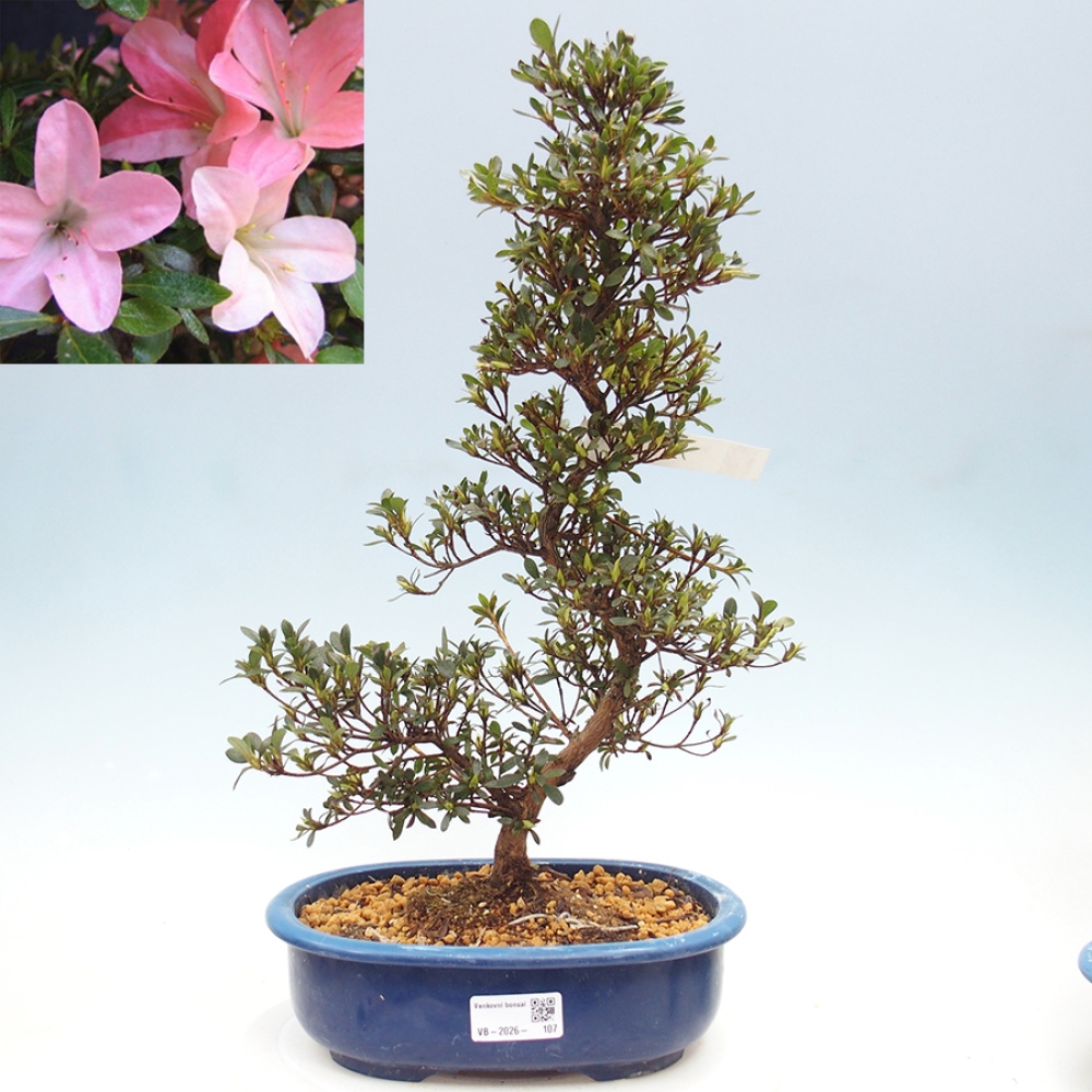 Vonkajšie bonsaje - Japonské azalky - Azalea Nikko