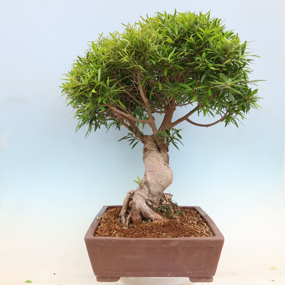 Izbové bonsaje - Ficus nerifolia - fíkus drobnolistý