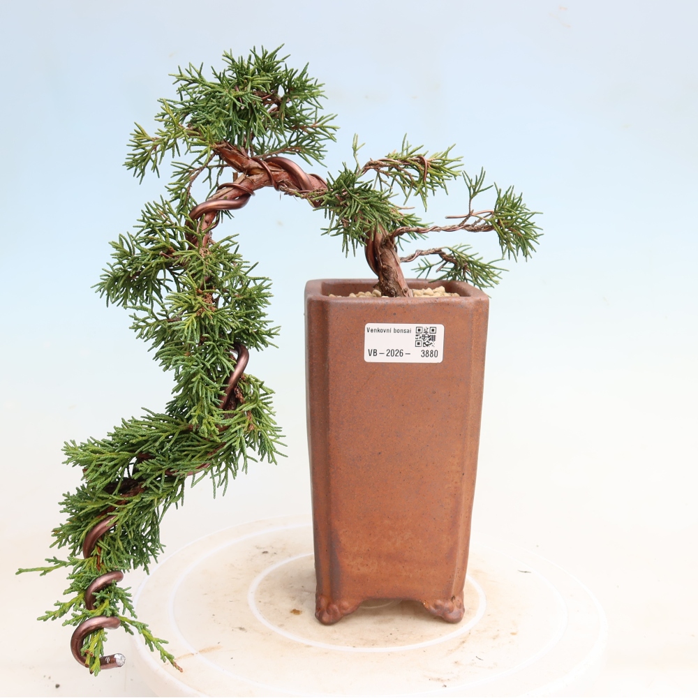 Vonkajší bonsaj - Juniperus chinensis Kishu