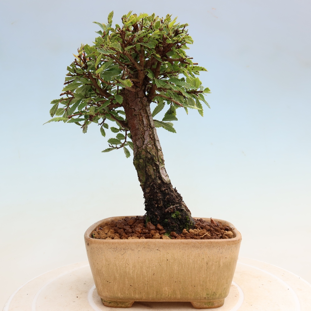 Vonkajšie bonsaje - Zelkova - Zelkova NIRE
