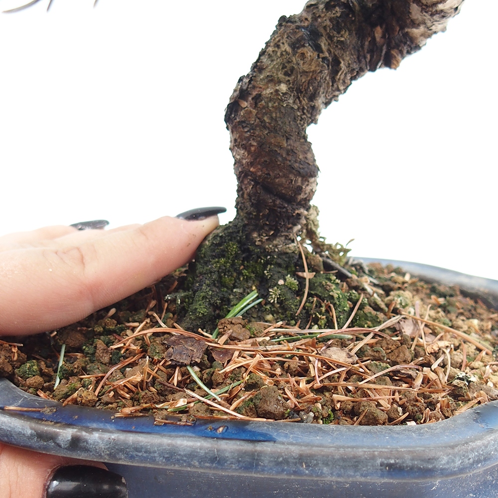 Vonkajšie bonsai - Pinus parviflora - Borovica drobnokvetá