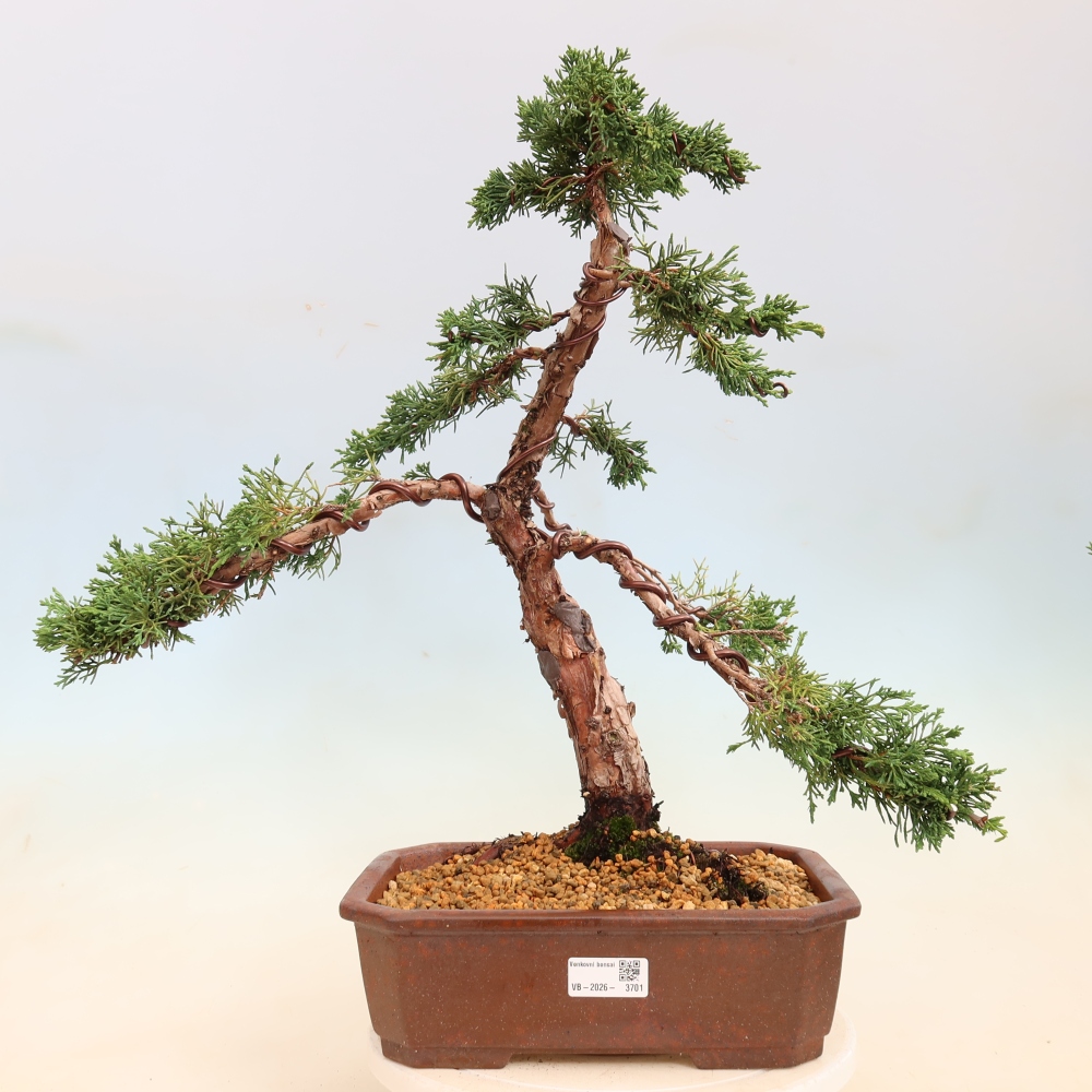 Vonkajší bonsaj - Juniperus chinensis Kishu