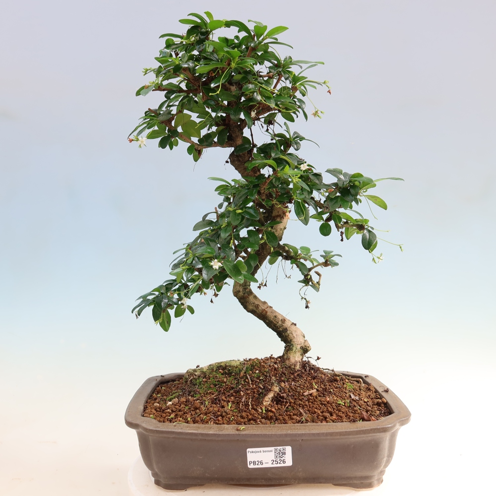 Izbové bonsaje - Carmona macrophylla - Tea fuki