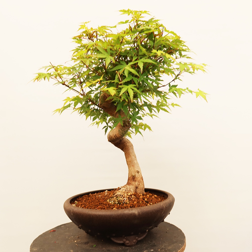 Vonkajšie bonsaje - Maple palmatum - Palmy
