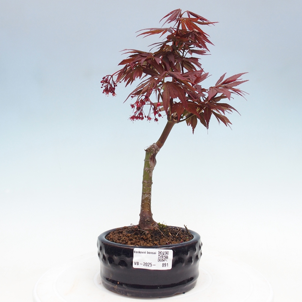 Vonkajší bonsai - Acer palm. Atropurpureum-Javor dlanitolistý
