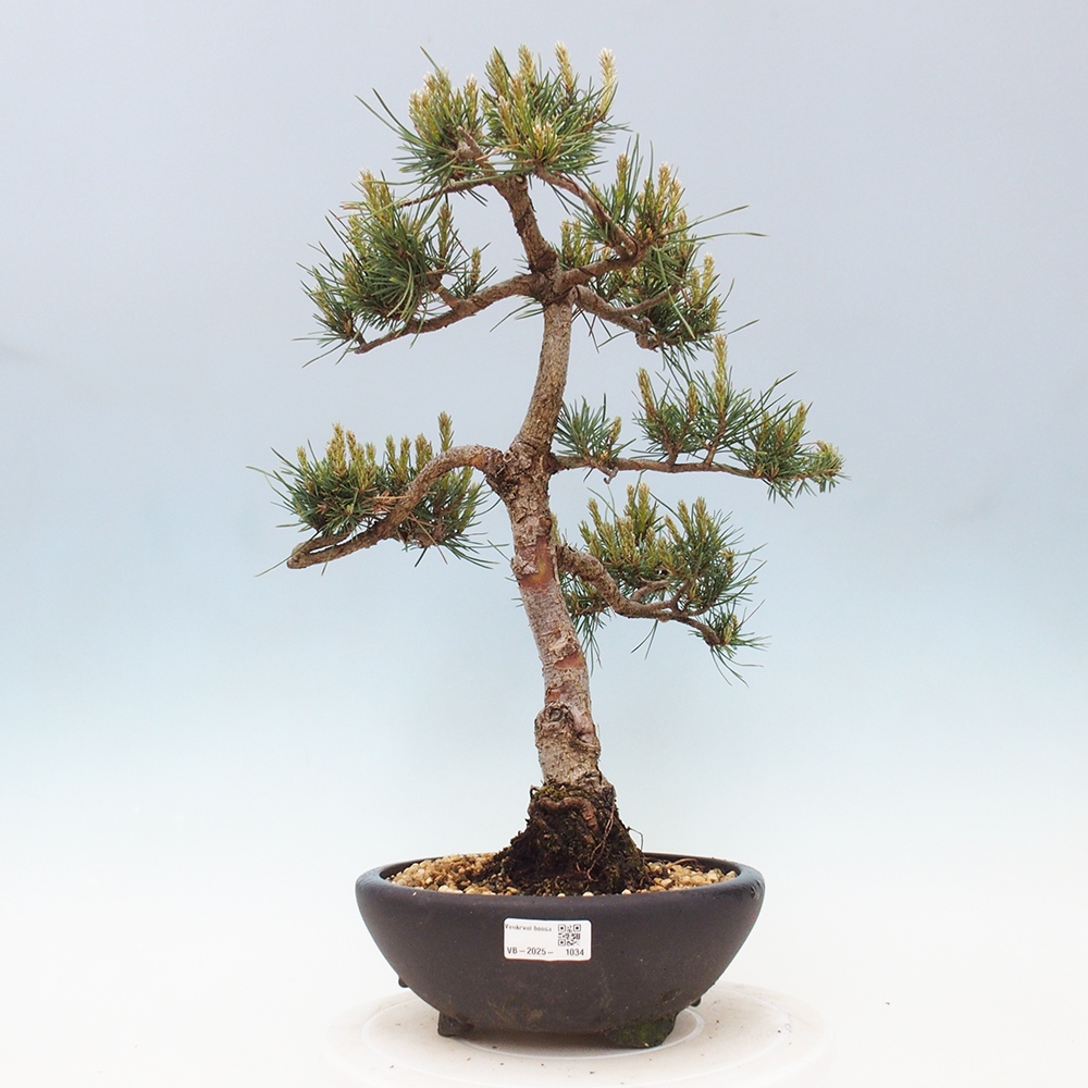 Vonkajšie bonsai - Pinus Sylvestris - Borovica lesná
