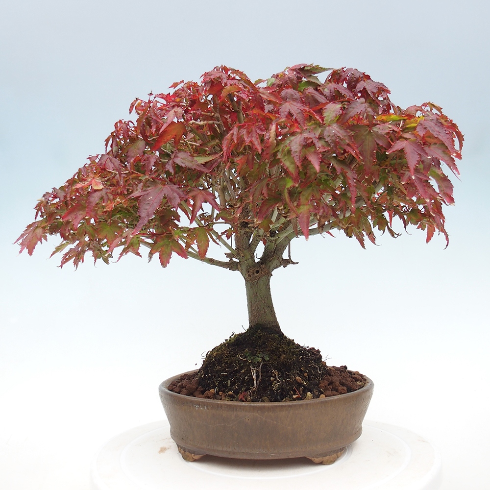 Acer palmatum KIOHIME - Javor palmetový