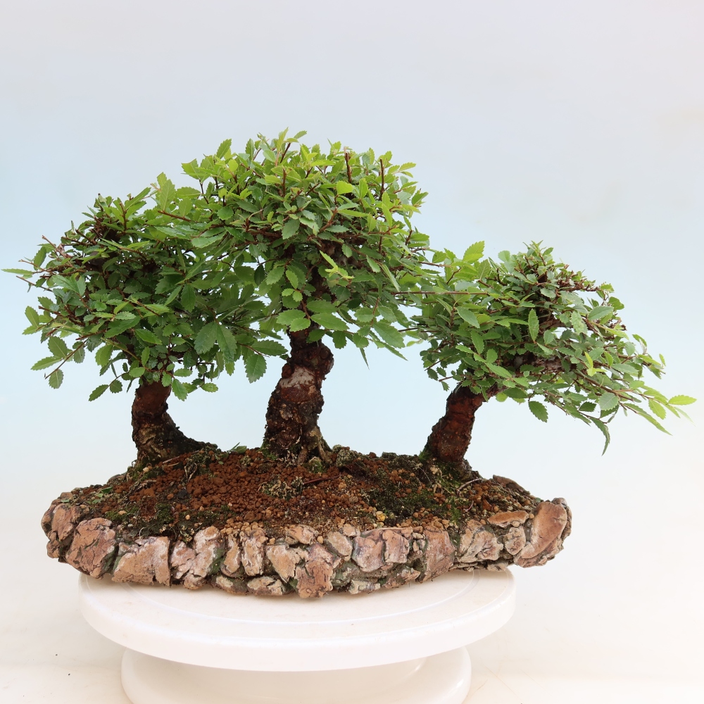 Vonkajší bonsai – Zelkova – Zelkova NIRE – háj