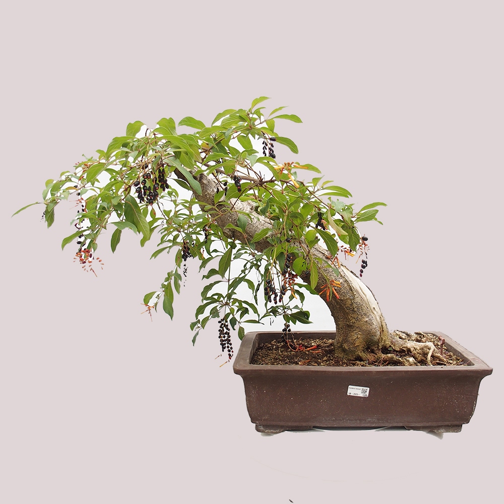 Izbové bonsaje - Hamelia patent