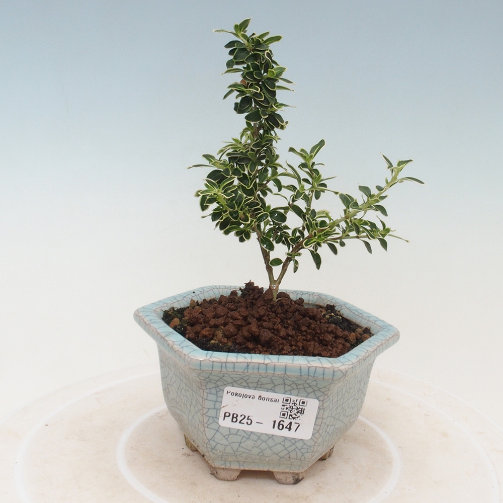 Izbová bonsai - Serissa foetida Variegata - Strom tisíce hviezd