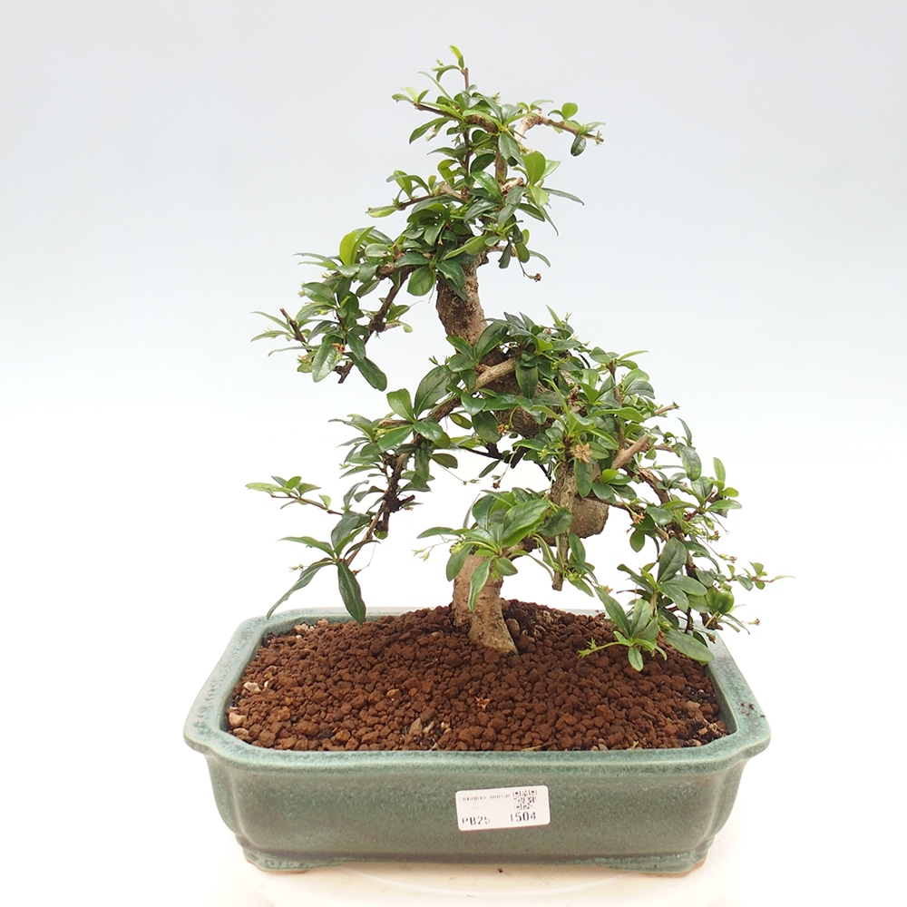 Izbová bonsai - Carmona macrophylla - Čaj fuki