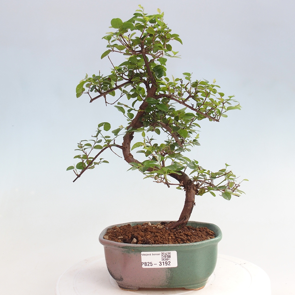 Izbová bonsai - Sagerécia thea - Sagerécia thea