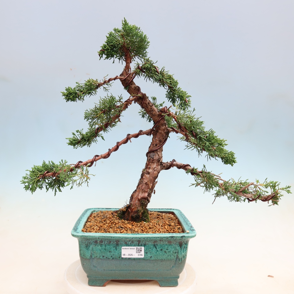 Vonkajší bonsaj - Juniperus chinensis Kishu