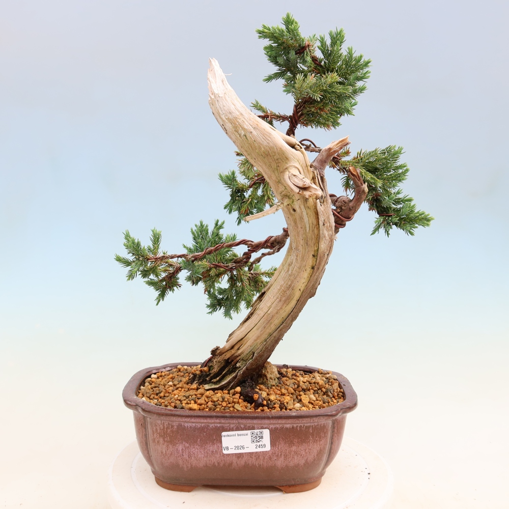 Vonkajší bonsai – Juniperus squamata – Jalovec šupinatý