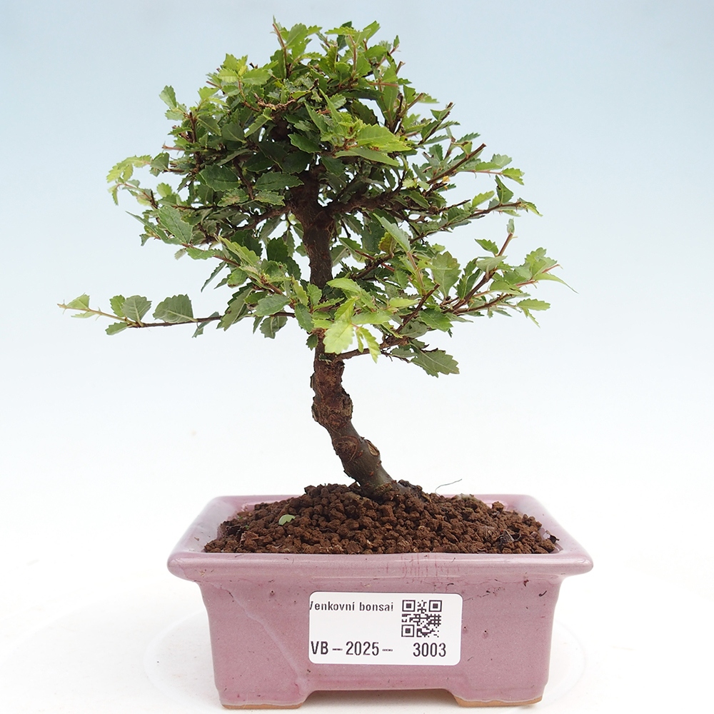 Vonkajší bonsai - Ulmus parvifolia Sagei - Malolistý brest
