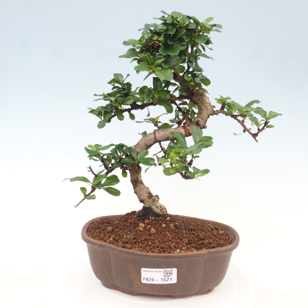 Izbové bonsaje - Carmona macrophylla - Tea fuki