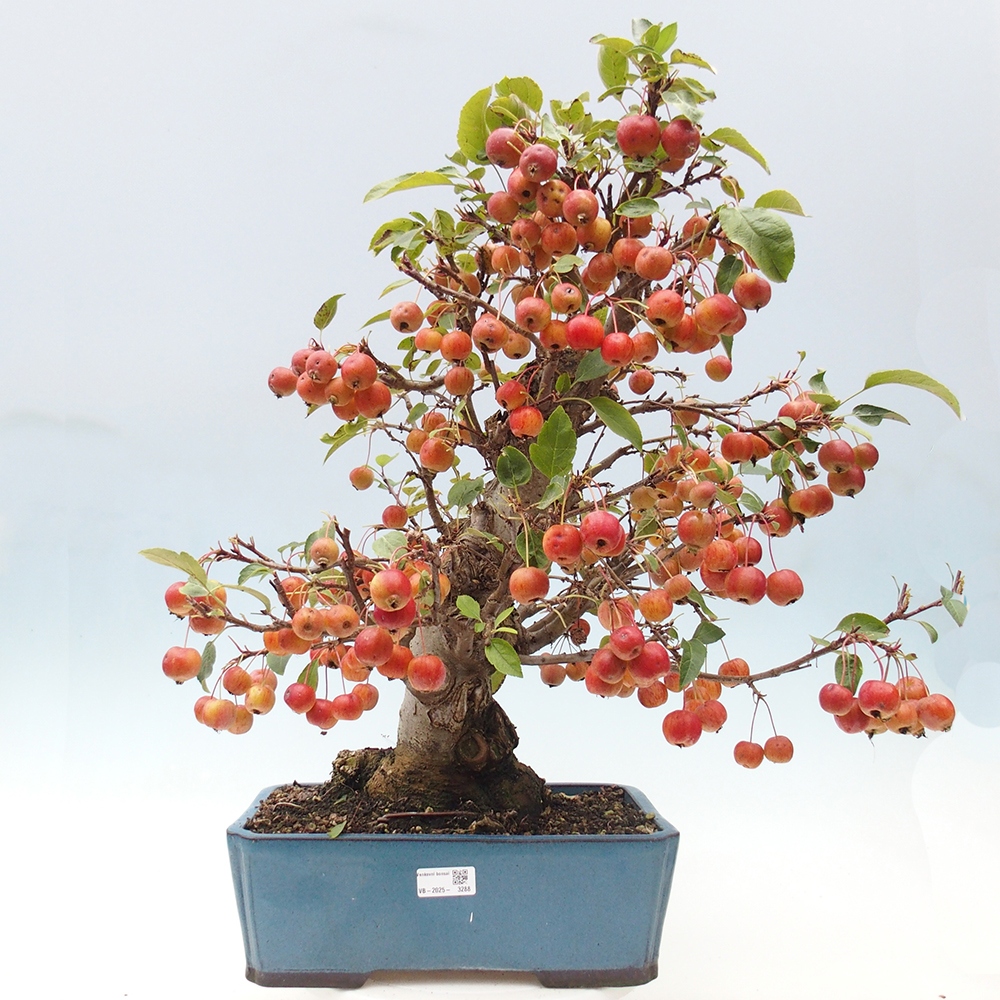 Vonkajší bonsai -Malus halliana - Maloplodá jabloň