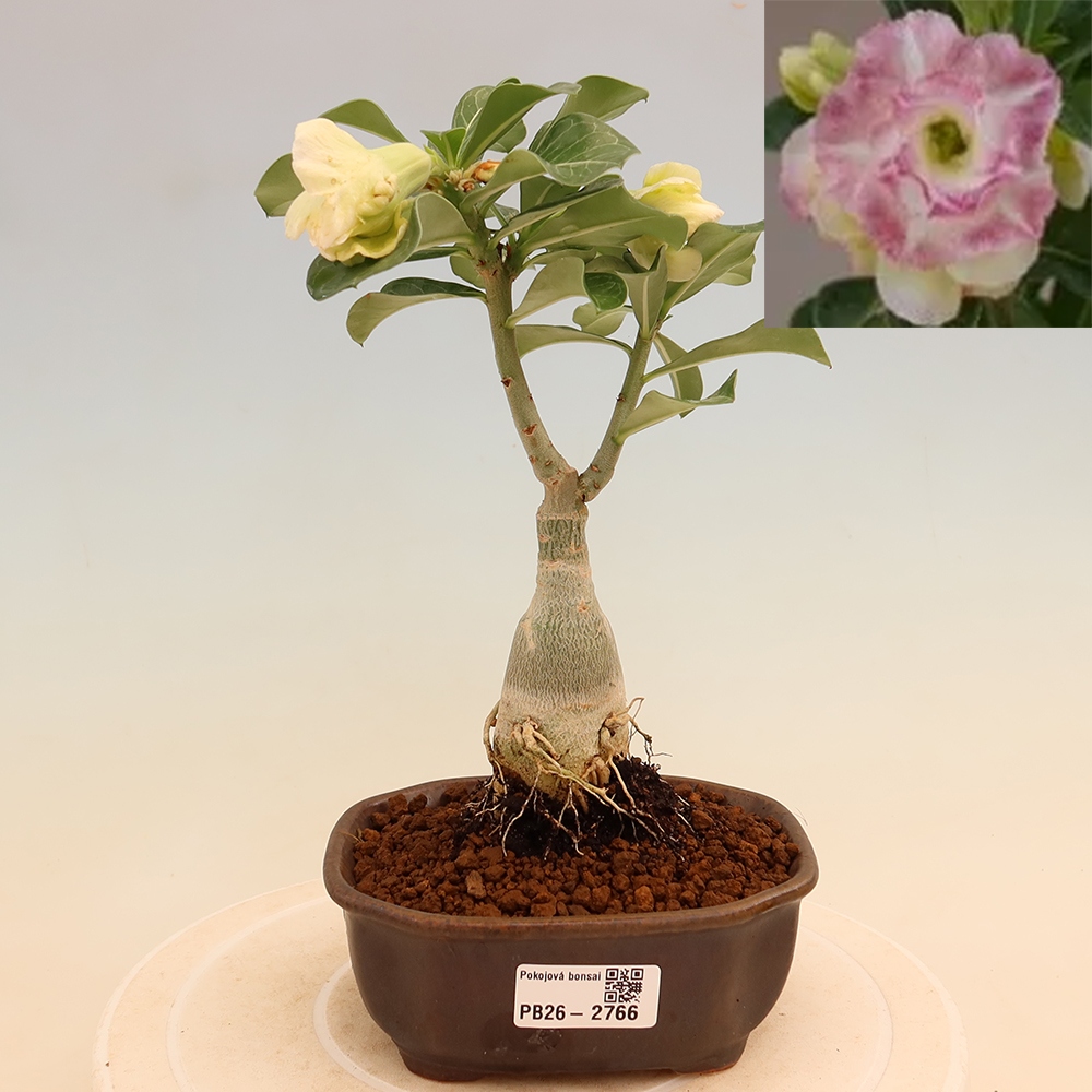 Izba bonsai – Adenium obesum, štepené V.F.S.412 – Púštna ruža