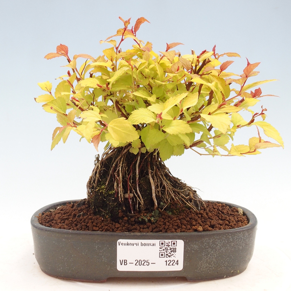 Vonkajší bonsai - tavoľník - Spirae Aurea