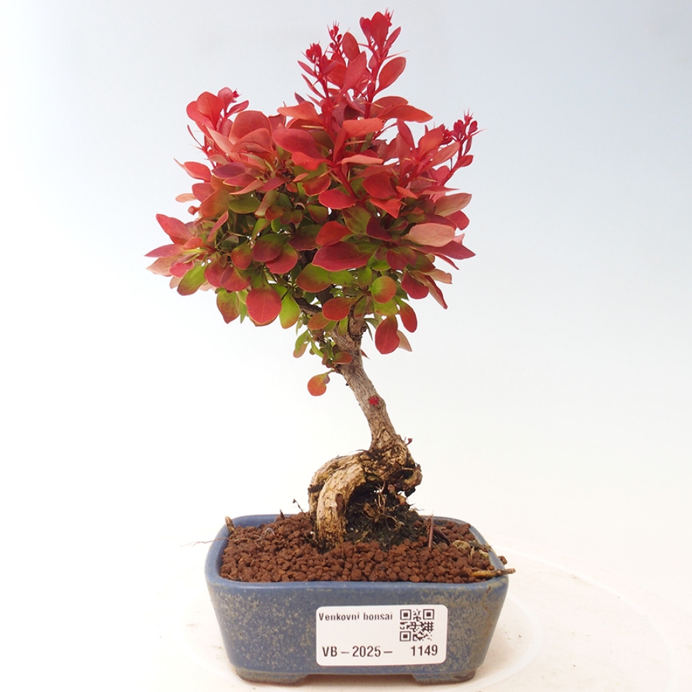Vonkajší bonsai - Berberis thunbergii Kobold - Drištál Thunbergov