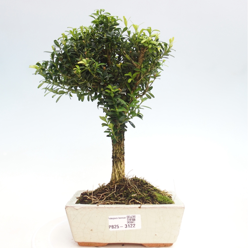 Izbová bonsai - Buxus harlandii -korkový buxus