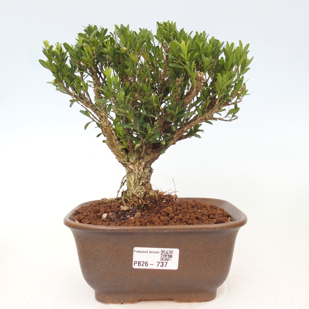 Izbové bonsaje - Buxus harlandii - korkový buxus