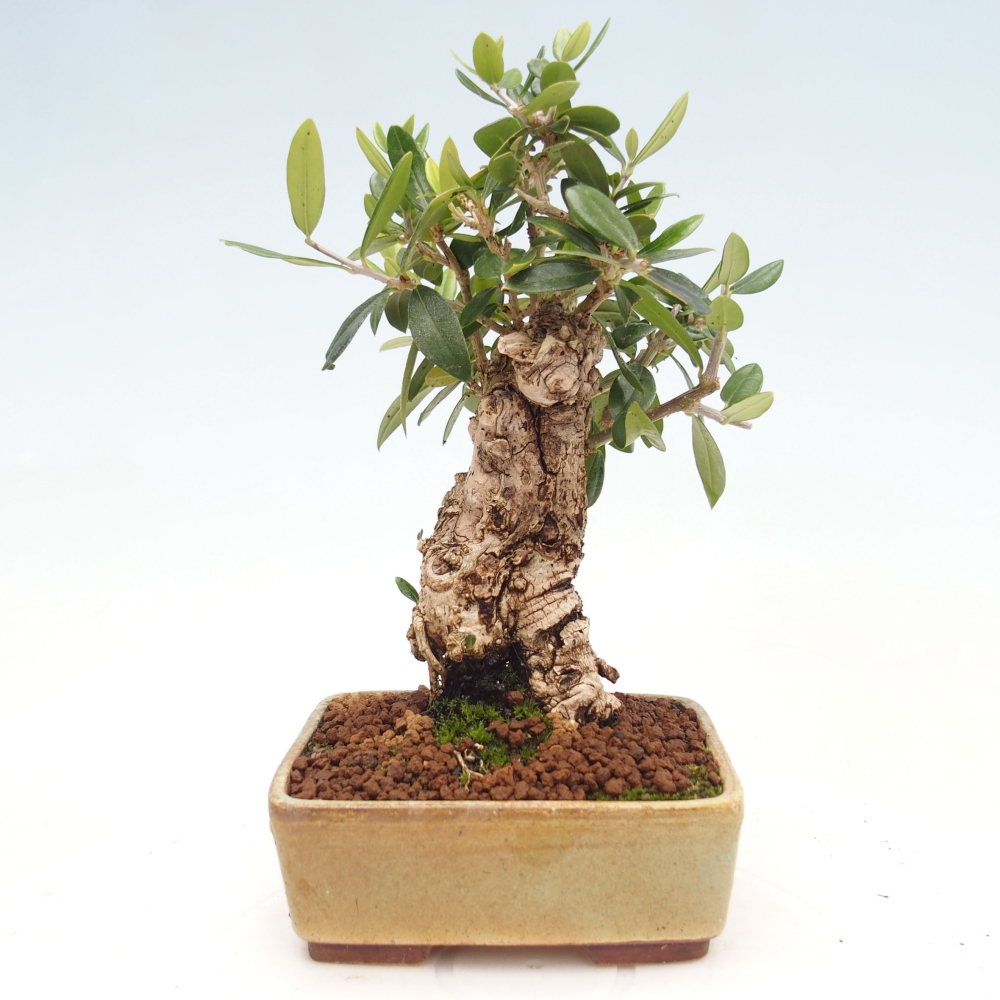 Izbová bonsai - Olea europaea sylvestris -Oliva evropská drobnolistá