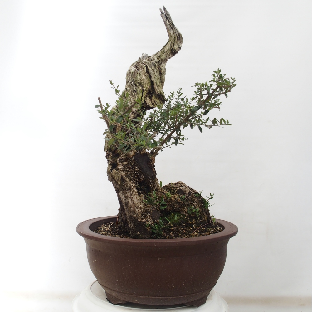 Izbová bonsai - Olea europaea sylvestris -Oliva evropská drobnolistá