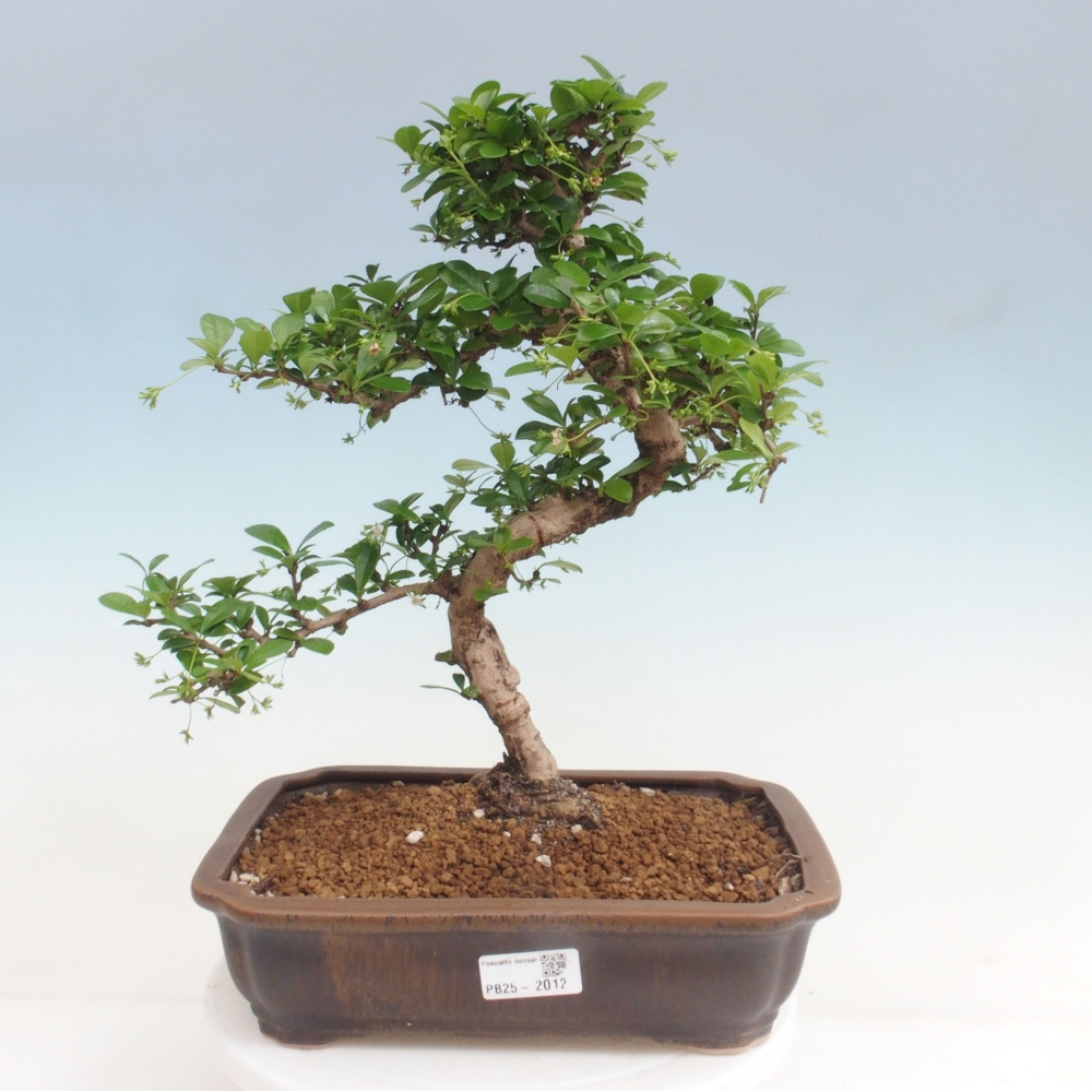 Izbová bonsai - Carmona macrophylla - Čaj fuki