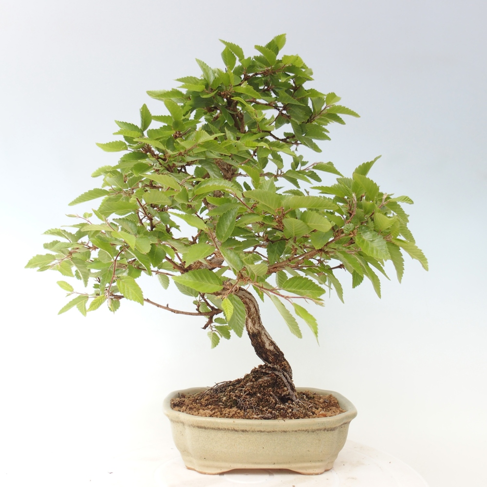 Vonkajšie bonsaje -Carpinus CARPINOIDES - Hrab kórejský