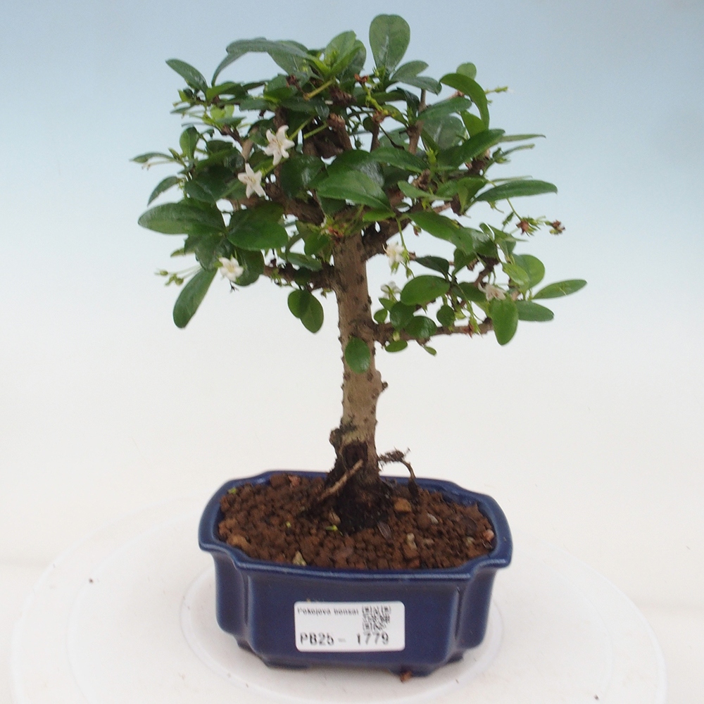 Izbová bonsai - Carmona macrophylla - Čaj fuki