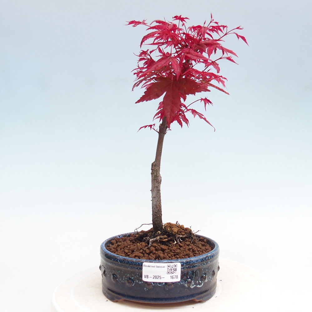 Vonkajšie bonsai - Javor dlaňolistý - Acer palmatum DESHOJO