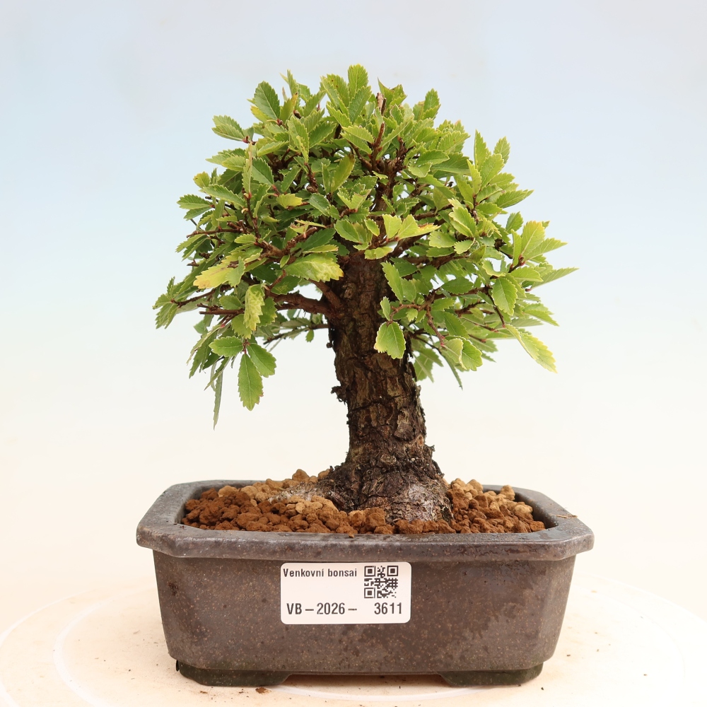 Vonkajšie bonsaje - Zelkova - Zelkova NIRE