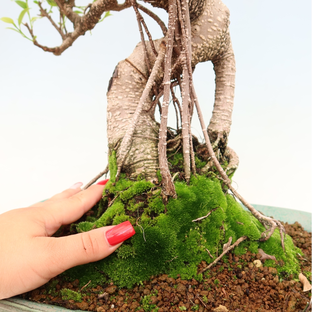 Izbové bonsaje - Ficus kimmen - drobnolistý fikus