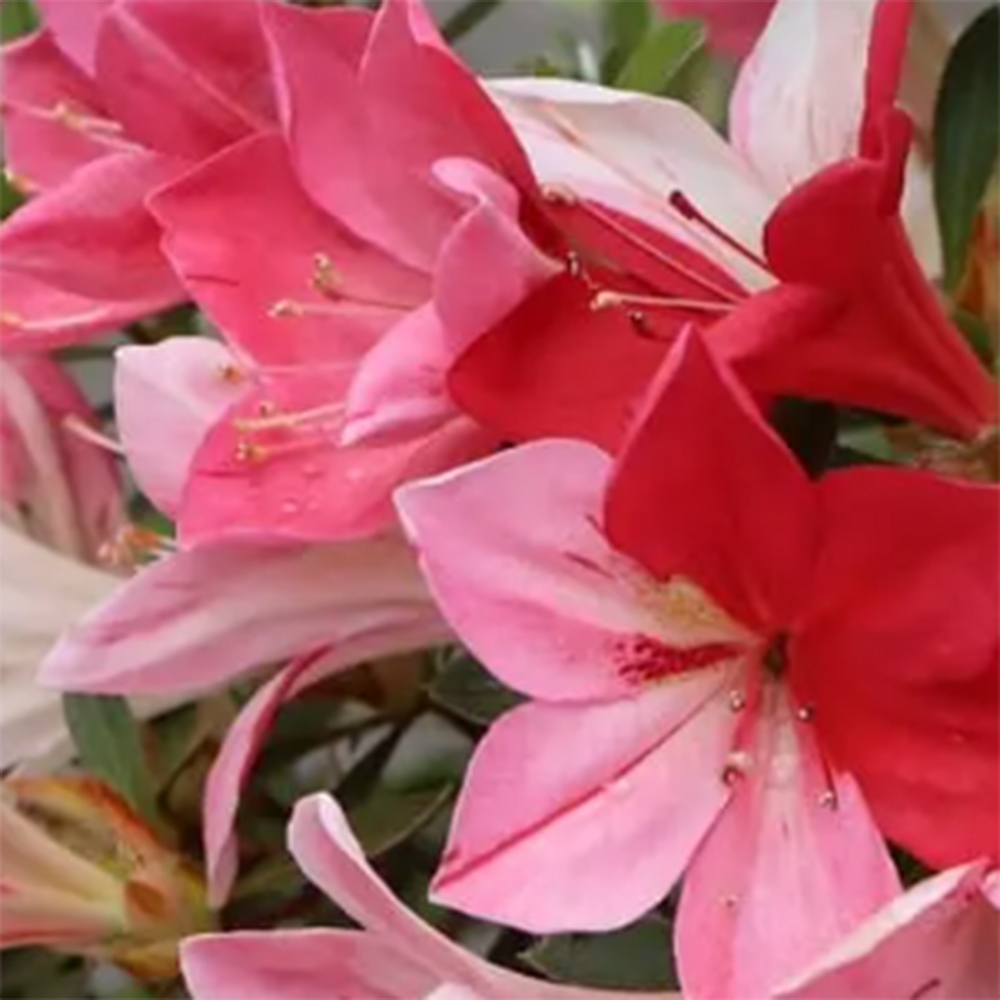 Vonkajšie bonsaje - Japonská azalka - Azalka Haruurara