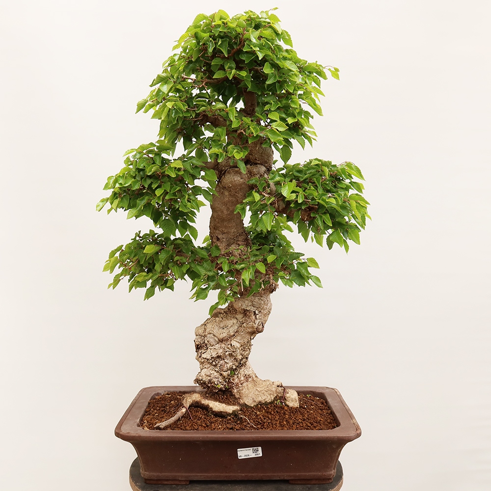 Vonkajší bonsai -Carpinus Coreana - Hrab kórejský