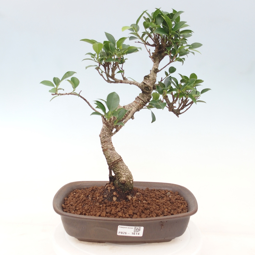 Izbová bonsai - Ficus kimmen - malolistá fikus