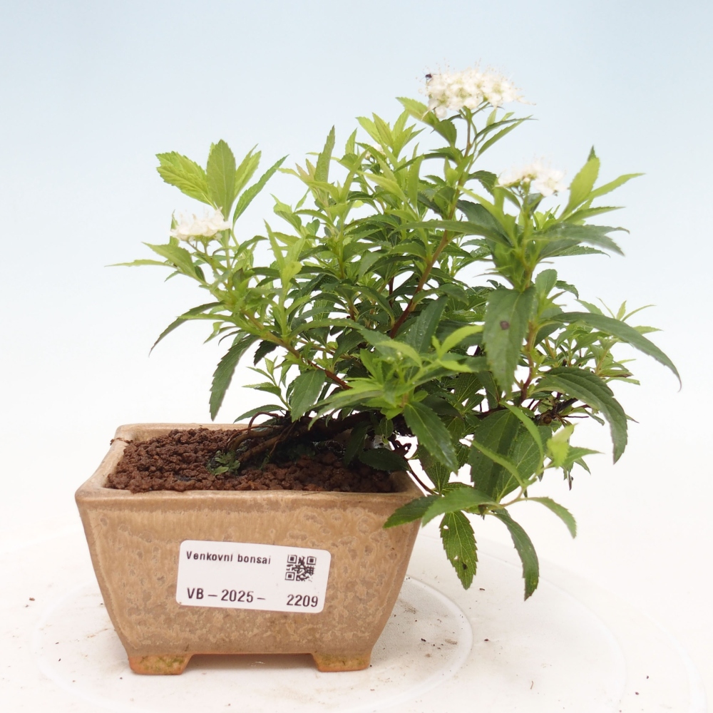 Vonkajší bonsai -malolistý tavoľník - Spirea japonica GENPSI