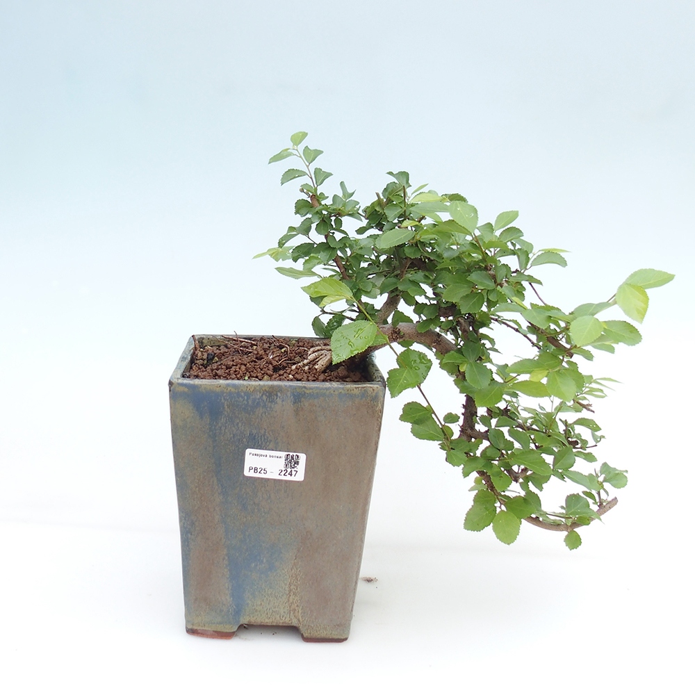 Izbová bonsai - Grewia occidentalis - Hviezdica levanduľová
