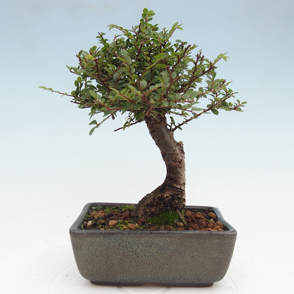 Vonkajší bonsai - Ulmus parvifolia Hokkaido - brest Čínsky