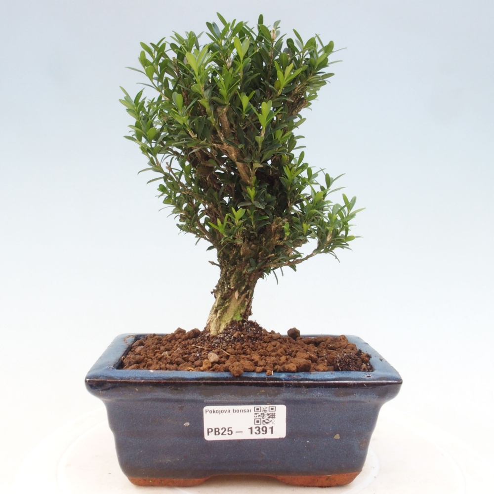 Izbová bonsai - Buxus harlandii - korkový buxus
