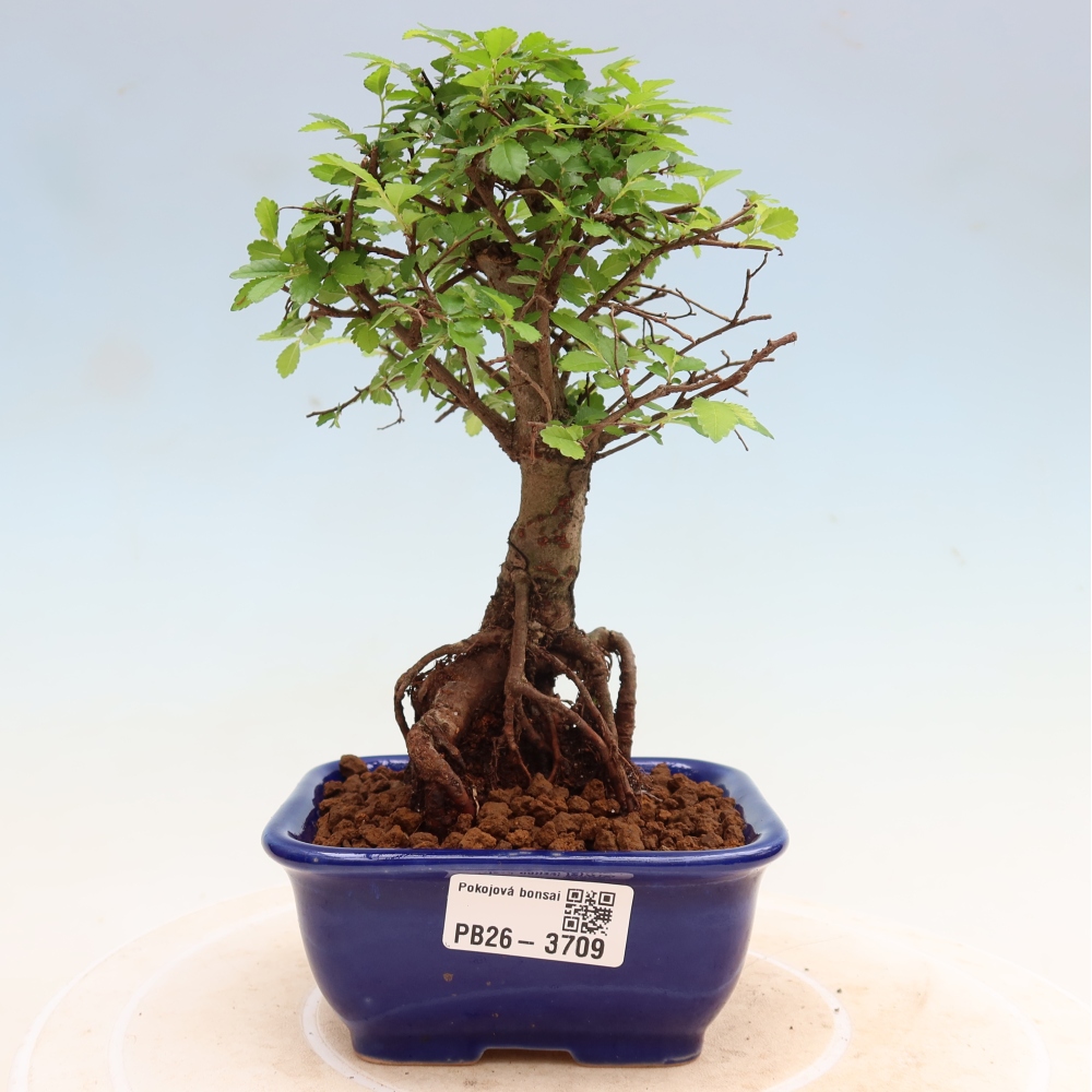 Izbový bonsaj - Ulmus parvifolia - brest malolistý