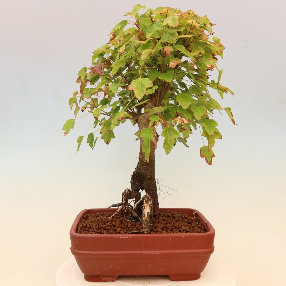 Vonkajšie bonsaje - Javor Burger - Acer Burgerianum
